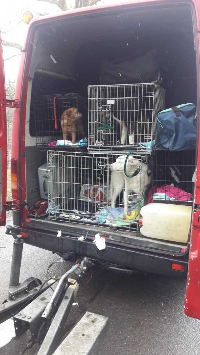 Vier Hunde aus Kleinbus befreit