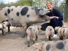 Rudolf Uhrig Sandy Gass, stellvertretende Tiergartenleiterin, mit den Bunten Bentheimer Schweinen auf dem Bauernhof des Tiergartens