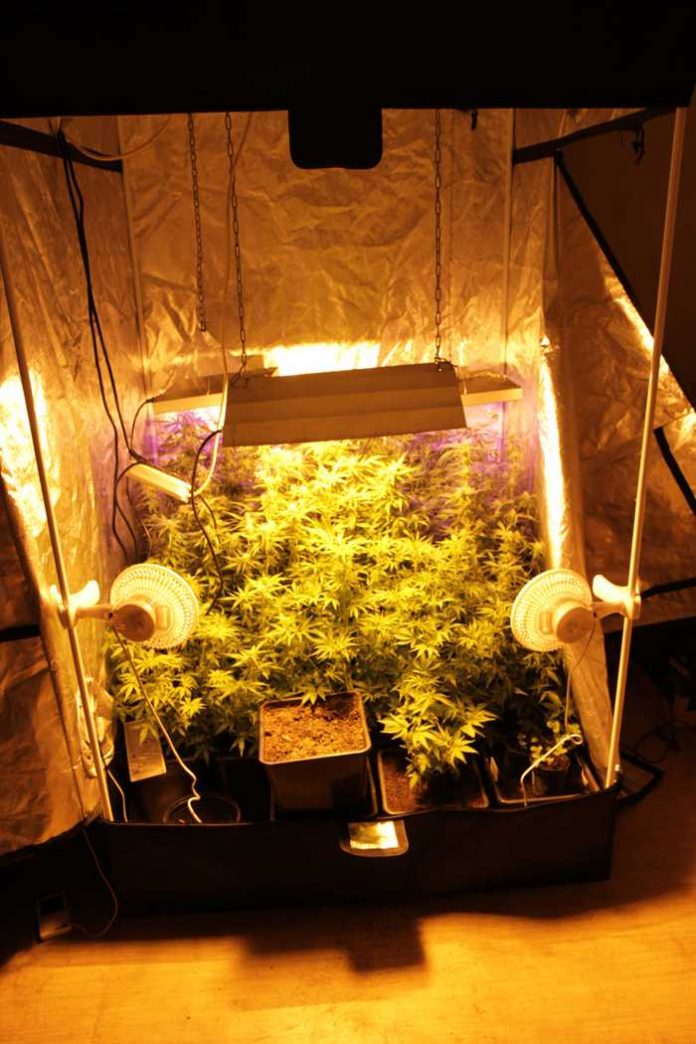 Artikel_Zwei kleine Cannabisplantagen in Wohnungen sichergestellt