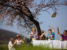 Picknick in der Mandelblüte (Fotoquelle: Tourist-Information Deidesheim )