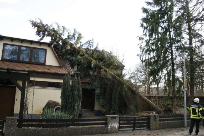 Umgestürzter Baum (Foto: Feuerwehr Speyer)