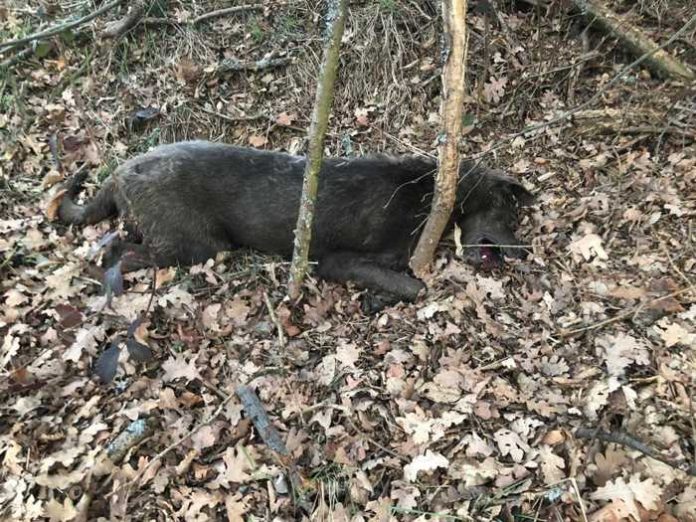 Mittlerweile vier tote Hunde gefunden