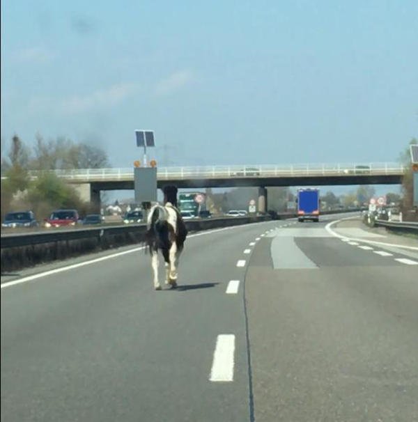 Pferd auf der Autobahn (Foto: Polizei RLP)