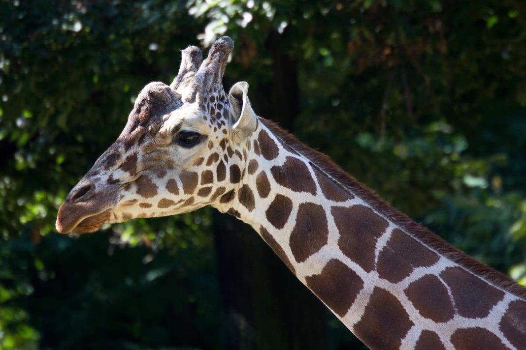Giraffe HATARI (Foto: Andrea Leibfritz)