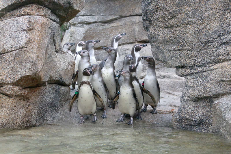 Humboldt-Pinguine auf der neuen Anlage (Foto: Matthias Besant)