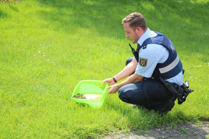 Die geretteten Entenküken wurden von Polizeikommissar Tobias Bill in einem mit Wasser angefüllten Behältnis zum Bachlauf gebracht.