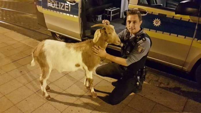 Streife des Polizeireviers Süd-West fängt Ziege bei nächtlichem Ausflug in Bad Wilhelmshöhe ein
