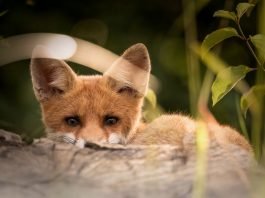 Symbolbild, Tiere, Fuchs, Jungtier, auf der Jagd © Winterseitler on Pixabay
