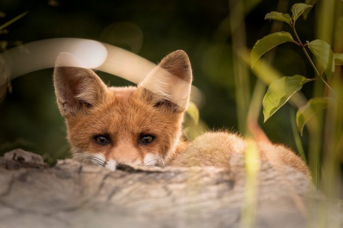 Symbolbild, Tiere, Fuchs, Jungtier, auf der Jagd © Winterseitler on Pixabay