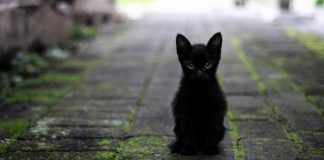 Symbolbild, Tiere, Katze, schwarz, Junge Katze, Draussen © Huda Nur on Pixabay