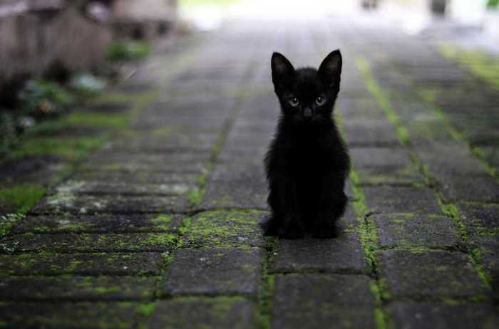 Symbolbild, Tiere, Katze, schwarz, Junge Katze, Draussen © Huda Nur on Pixabay