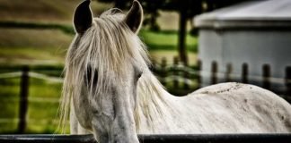 Symbolbild, Tiere, Pferd, Schimmel, Koppel, draussen © on Pixabay