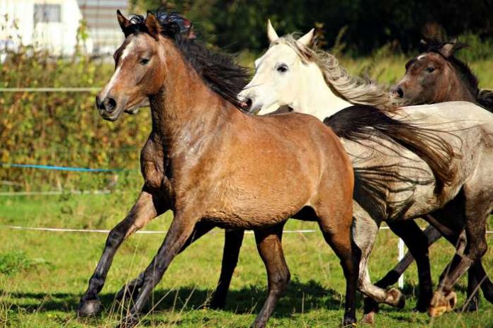 Symbolbild, Tiere, Pferde, drei, im Galopp, Koppel, Wiese © on Pixabay