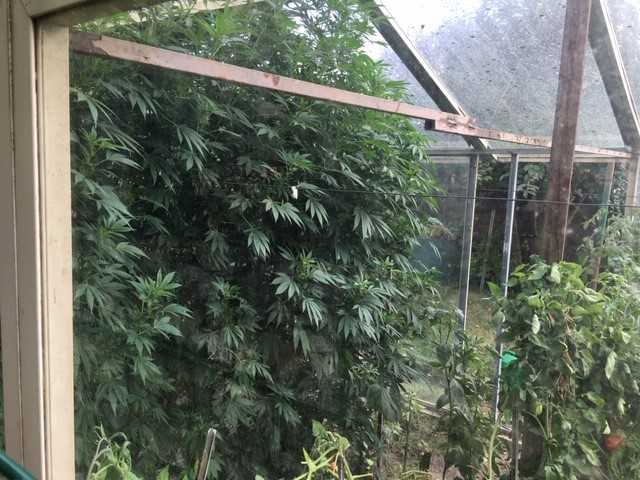 Cannabispflanzen im Gewächshaus