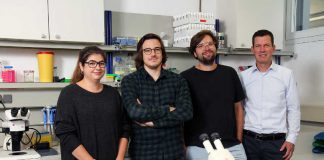 Das Forscherteam (v.l.n.r.): Vanessa Bräuler, Benjamin Escribano, Dominique Siegenthaler und Prof. Dr. Jan Pielage.