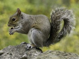 Eichhörnchen - Quelle: Pixabay
