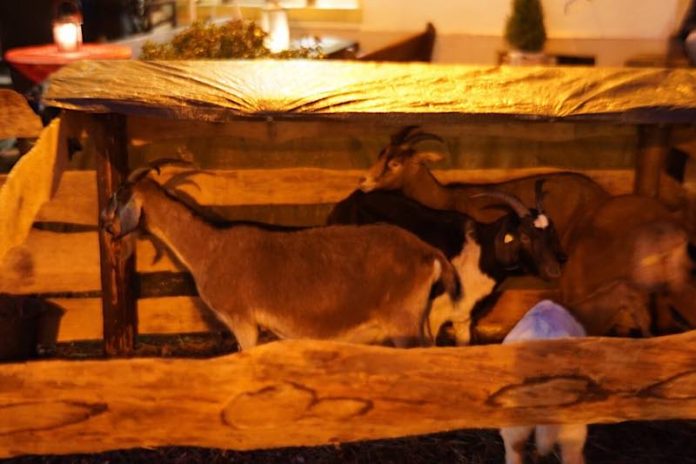 Die Ziegen auf dem Lambrechter Adventsmarkt (Foto: Holger Knecht)