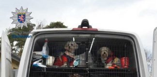 Hunde in dem von der Polizei gestoppten Transporter