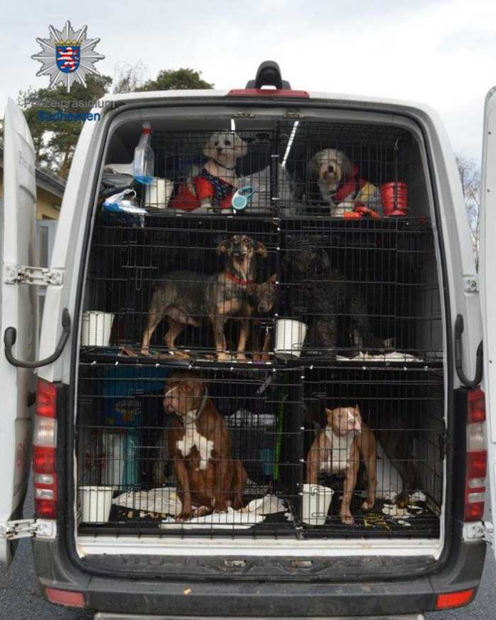 Hunde in dem von der Polizei gestoppten Transporter