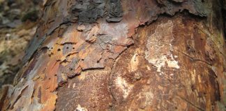 Zunehmende Fraßschäden von Borkenkäfern an Kiefern – Folge des Klimawandels? (Foto: Pfalzmuseum für Naturkunde)