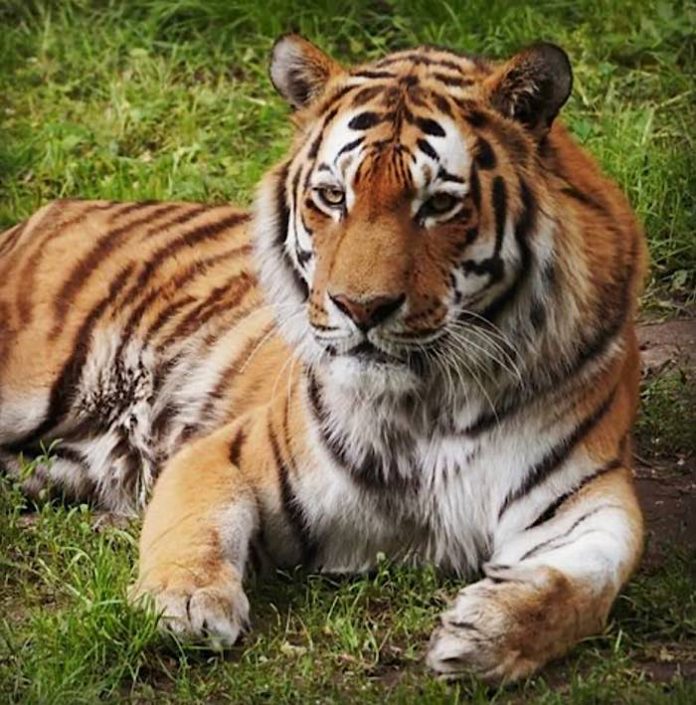 Symbolbild Tiger (Foto: Holger Knecht)