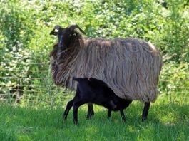 Landschaftspfleger und Lieferanten hochwertigen und leckeren Fleisches: Schafe und Lämmer auf den Wiesen des Pfälzerwalds (Foto: Biosphärenreservat/Norman P. Krauß)