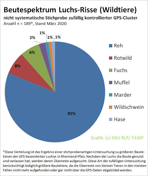 nicht systematisch erhobene Daten mittels GPS-Koordinaten der Luchs-Sendehalsbänder zu Wildtierrissen in Rheinland-Pfalz © SNU RLP / FAWF