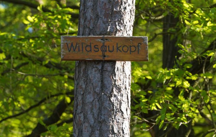 Symbolbild Wildsaukopf in Lambrecht (Foto: Holger Knecht)