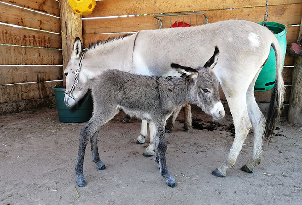 Bereits kurz nach der Geburt laufen junge Esel mit den Erwachsenen mit. Hier zu sehen sind Jungtier und Mutter. (Foto: Zoo Heidelberg)