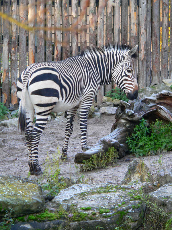 Im Zoo Landau werden die seltenen Hartmann-Bergzebras gehalten. Auch sie gehören zu den Patienten der Zootierärzte. (Foto: Zoo Landau)