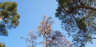 Kahle Bäume und hängende Blätter: Hitze und Trockenheit stressen die Nadel- und Laubbäume in den Wäldern des Rhein-Neckar-Kreises. (Foto: Landratsamt Rhein-Neckar-Kreis)