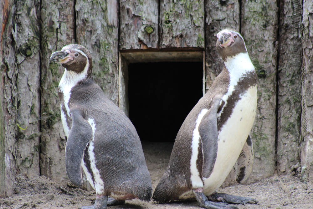 Humboldt-Pinguine (Foto: Zoo/Zooschule Landau)