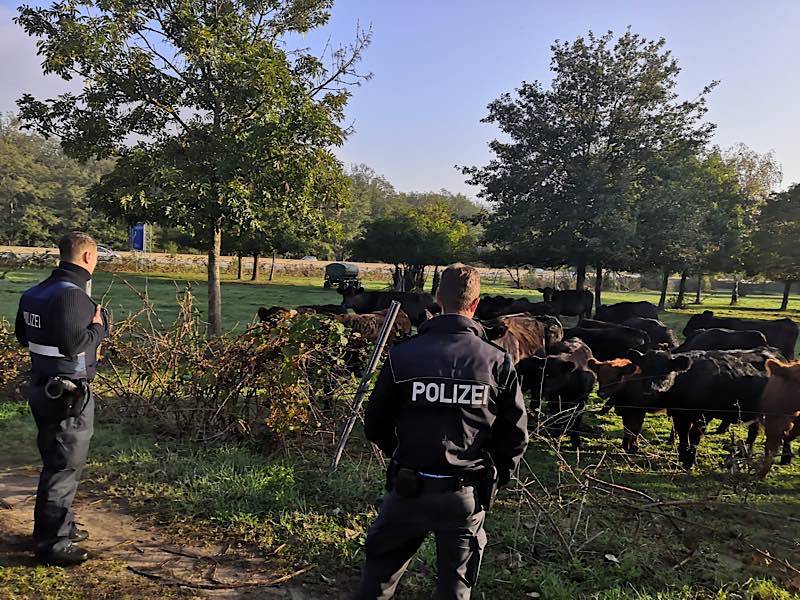 Kühe im Gehege neben der Autobahn (Foto: Polizei RLP)