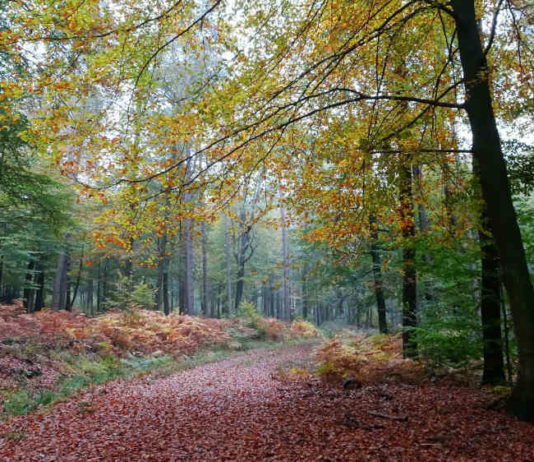 Herbstwald: Im Spätjahr ist es besonders schön im Pfälzerwald, landschaftlich und kulinarisch (Foto: Biosphärenreservat/Baumann)