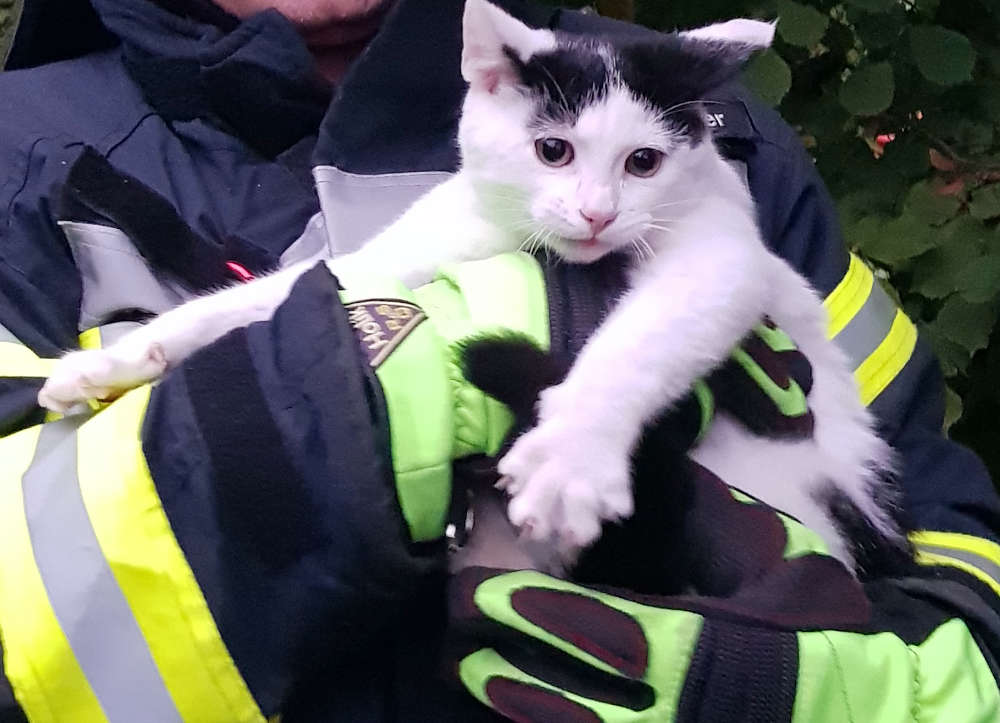 Die Katze nach der Rettung (Foto: Feuerwehr Neustadt)