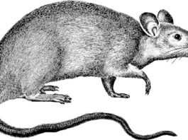 Symbolbild Ratte (Foto: PIxabay/Gordon Johnson)