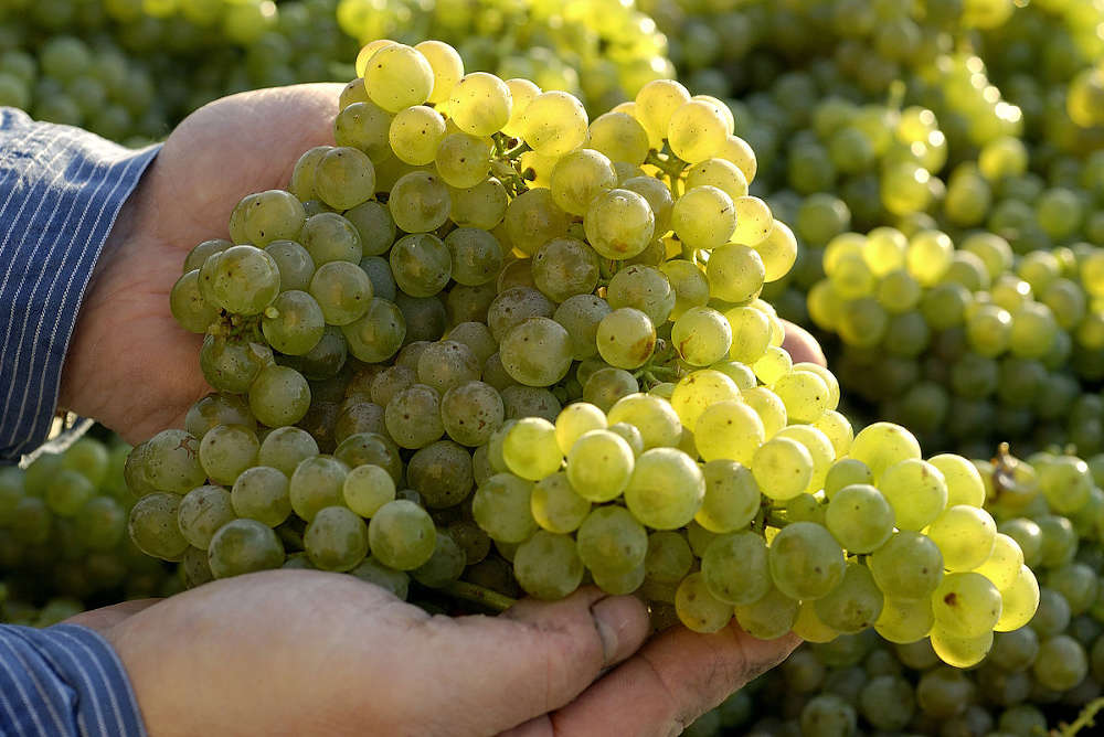 ie deutschen Weinerzeuger konnten dank des sonnigen und trockenen Spätsommers hochreife und sehr gesunde Trauben ernten. (Quelle: DWI)