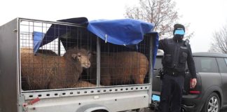 Der Anhänger mit fünf Schafen (Foto: Polizei RLP)