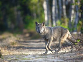Wolf auf Weg (Foto: NABU/Kathleen Gerber)