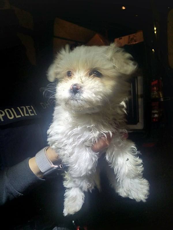Aufgefundener Hund (Foto: Polizei RLP)