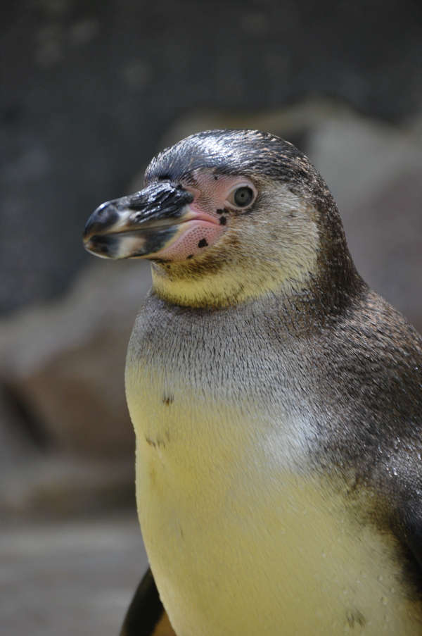 Pinguin (Foto: Stadt Landau)