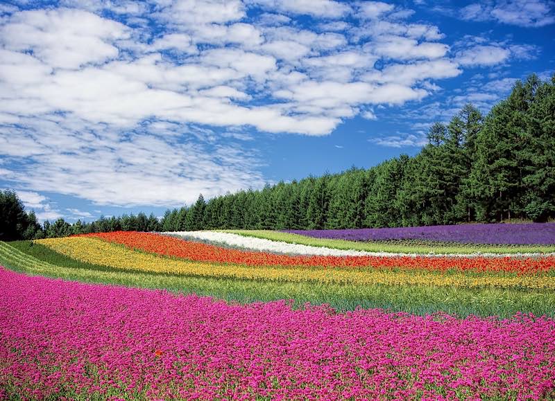 Blumenwiese (Foto: Pixabay/Kohji Asakawa)