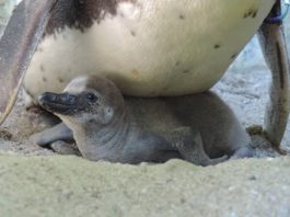 Pinguin-Küken im Nest (Foto: Zoo Landau)