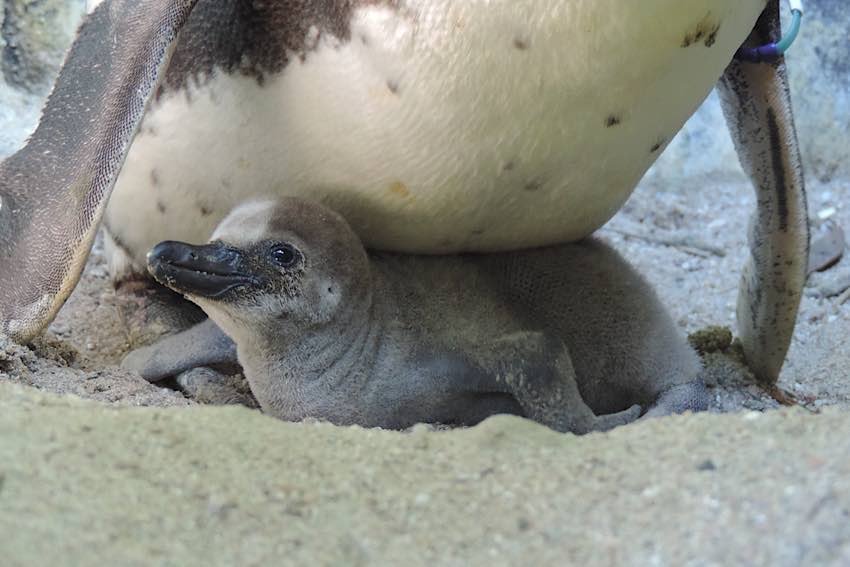 Pinguin-Küken im Nest (Foto: Zoo Landau)