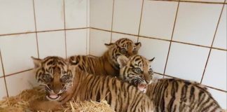Die drei kleinen Sumatra-Tiger im Zoo Heidelberg entwickeln sich gut. (Foto: Zoo Heidelberg)