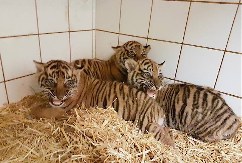 Die drei kleinen Sumatra-Tiger im Zoo Heidelberg entwickeln sich gut. (Foto: Zoo Heidelberg)