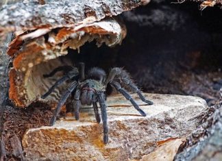 Spinnen faszinieren und beängstigen: peruanische Samtvogelspinne (Foto: Katharina Schneeberg)