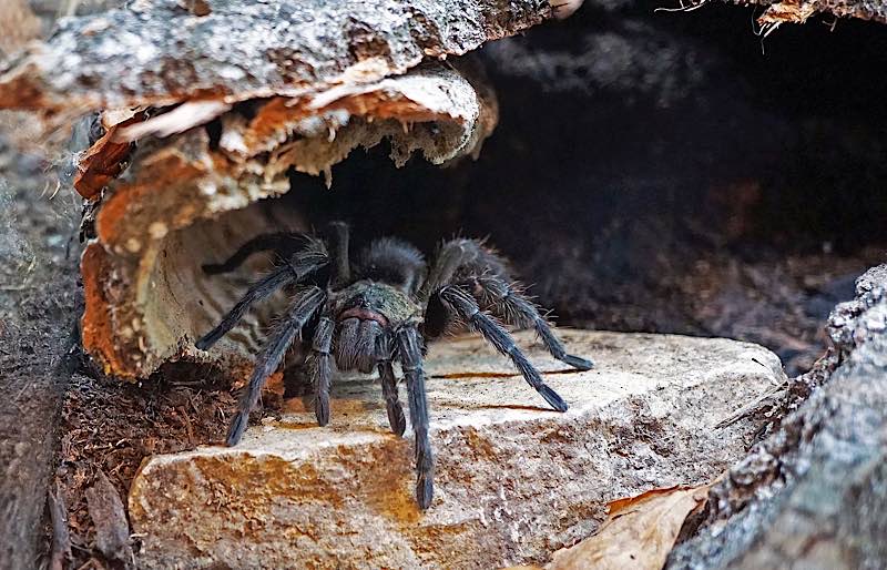 Spinnen faszinieren und beängstigen: peruanische Samtvogelspinne (Foto: Katharina Schneeberg)