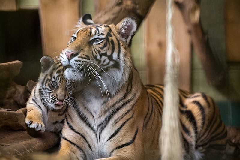 Tigerin Karis mit einem ihrer drei Jungtiere, das sich eng an die Mutter schmiegt. (Foto: Susi Fischer/Zoo Heidelberg)