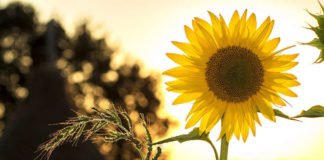 Symbolbild Natur Sonnenblume Umwelt (Foto: Pixabay/Mircea Ploscar)
